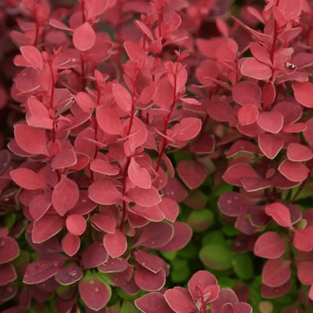 Southern Living Plant - Super Arbor