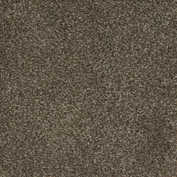 STAINMASTER Signature Briar Patch Kinston Textured Carpet (Indoor)