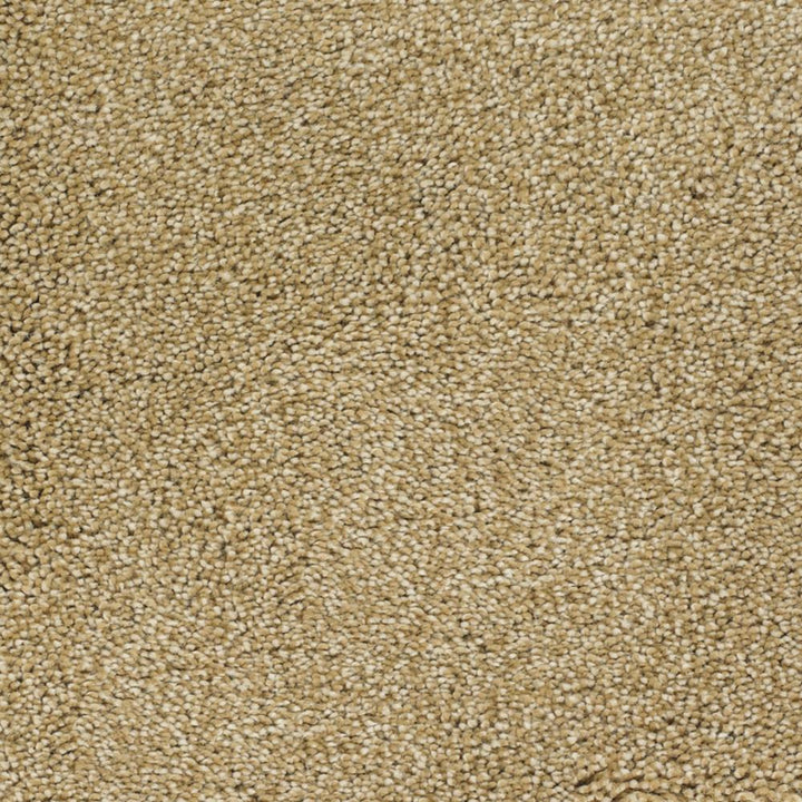 STAINMASTER Signature Briar Patch Chinchilla Textured Carpet (Indoor)