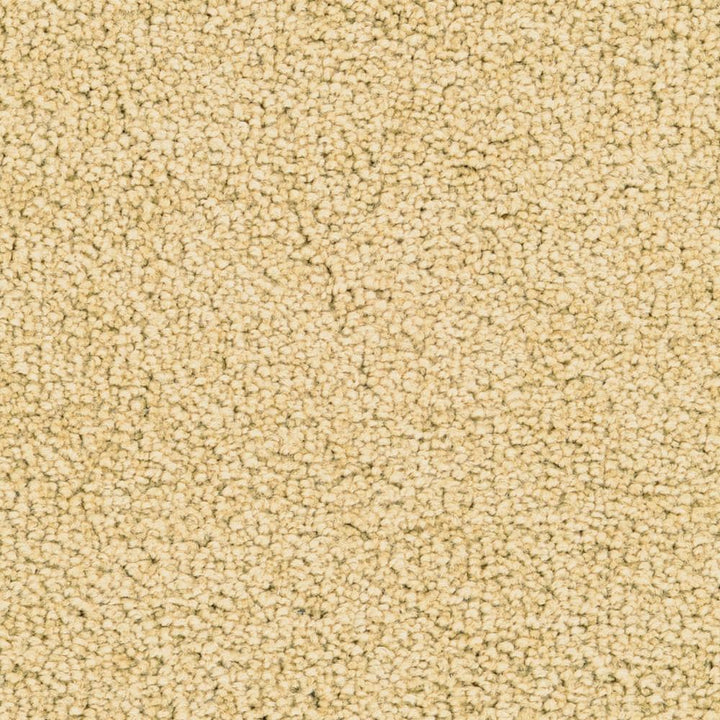STAINMASTER Active Family Signature Garden Textured Carpet Sample (Exterior)