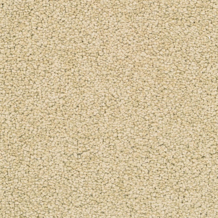 STAINMASTER Active Family Signature Eggplant Textured Carpet Sample (Exterior)