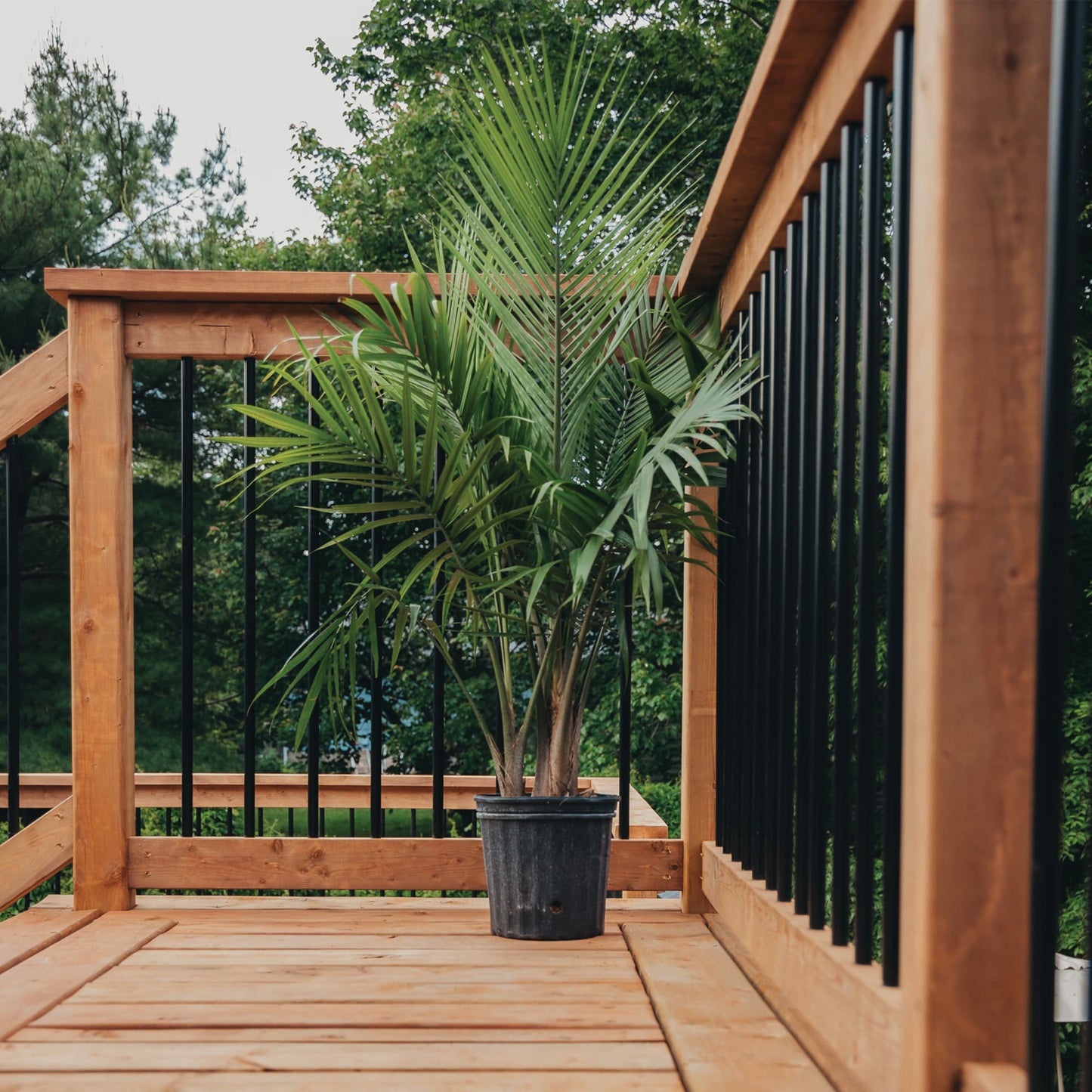 Nuvo Iron 3/4-in x 36-in Black Powder Coated Galvanized Steel Round Deck Baluster