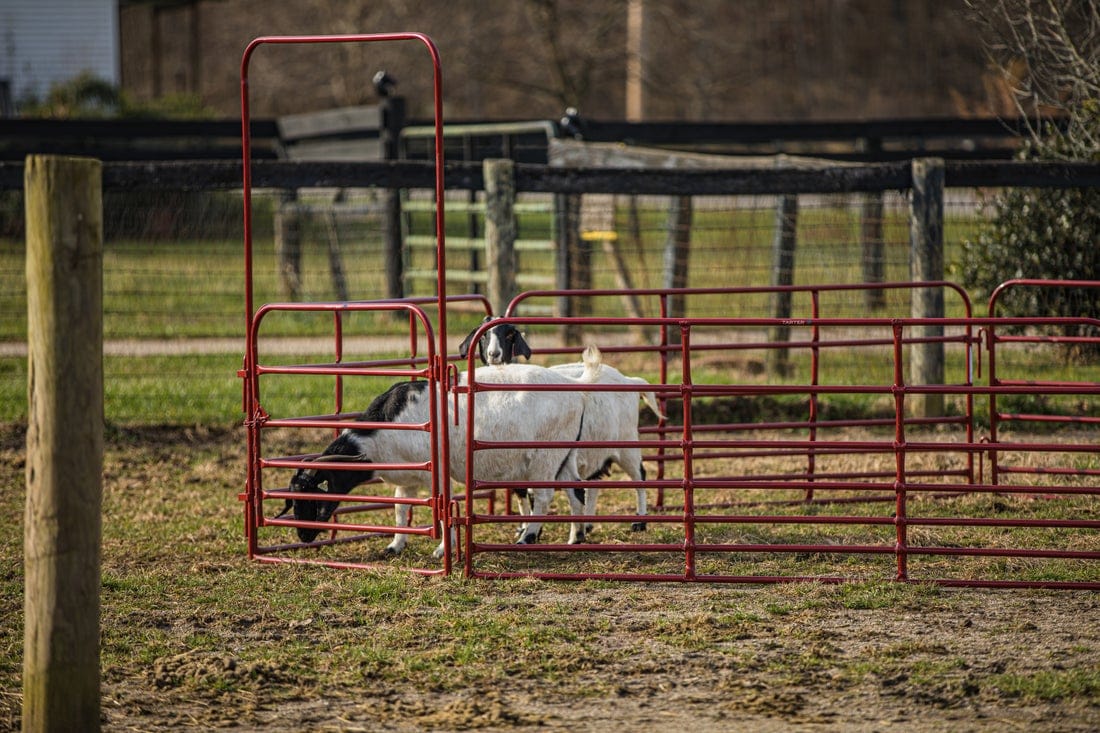 Tarter 3-ft H x 8-ft W Red Powder Coat Steel Corral Flat-top Containment Fence Gate