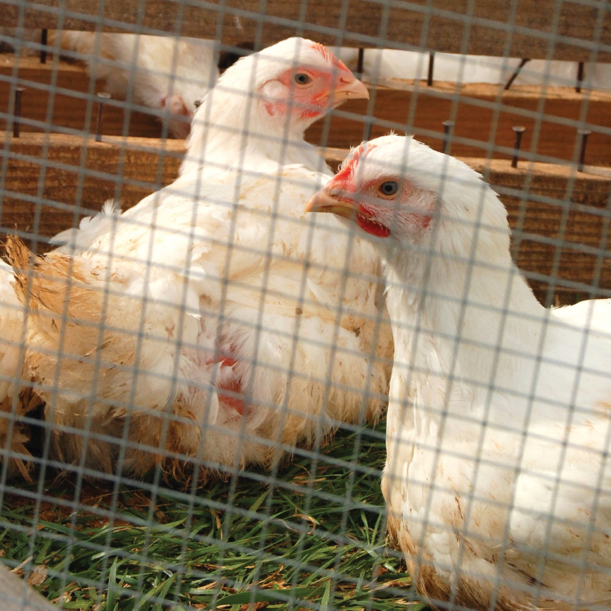 Garden Craft 50-Ft x 4-Ft Gray Steel Welded Wire Rolled Fencing