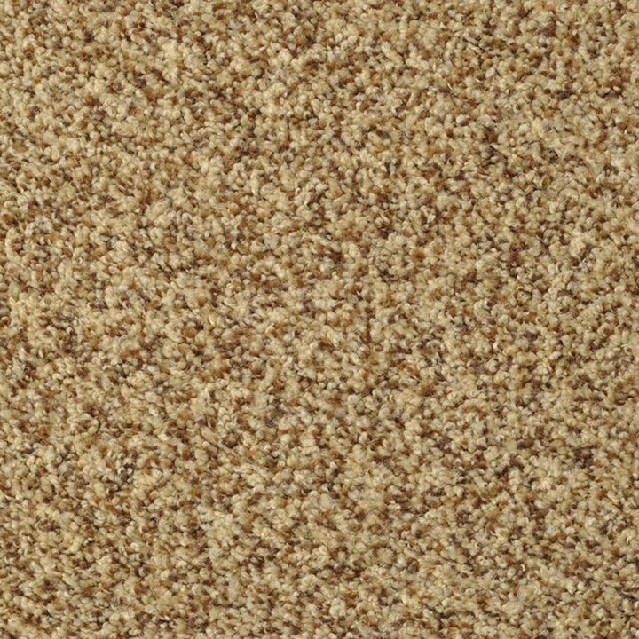 STAINMASTER Signature Documentary Tuscany Textured Carpet Sample (Interior)