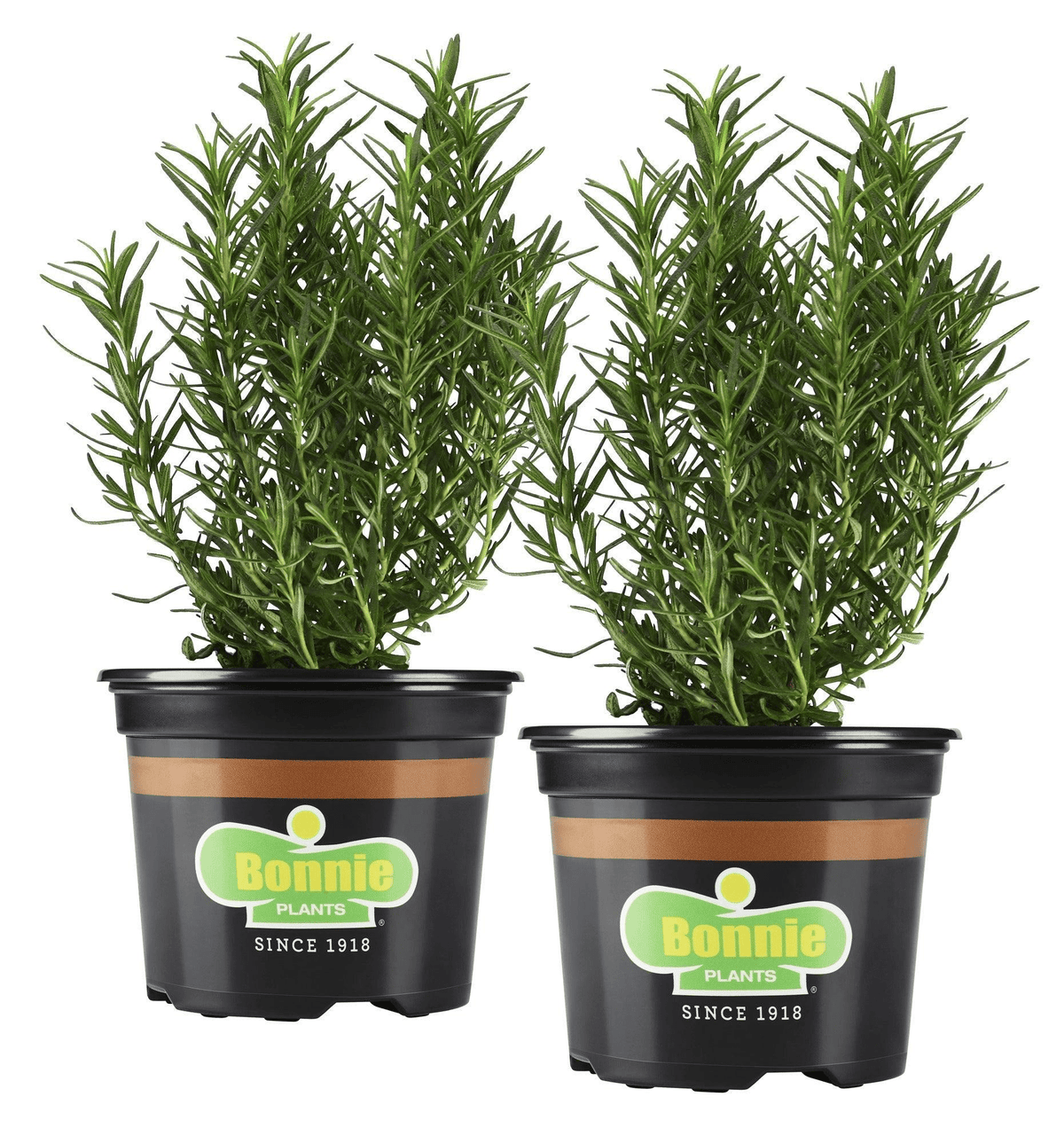 Bonnie Plants - Super Arbor