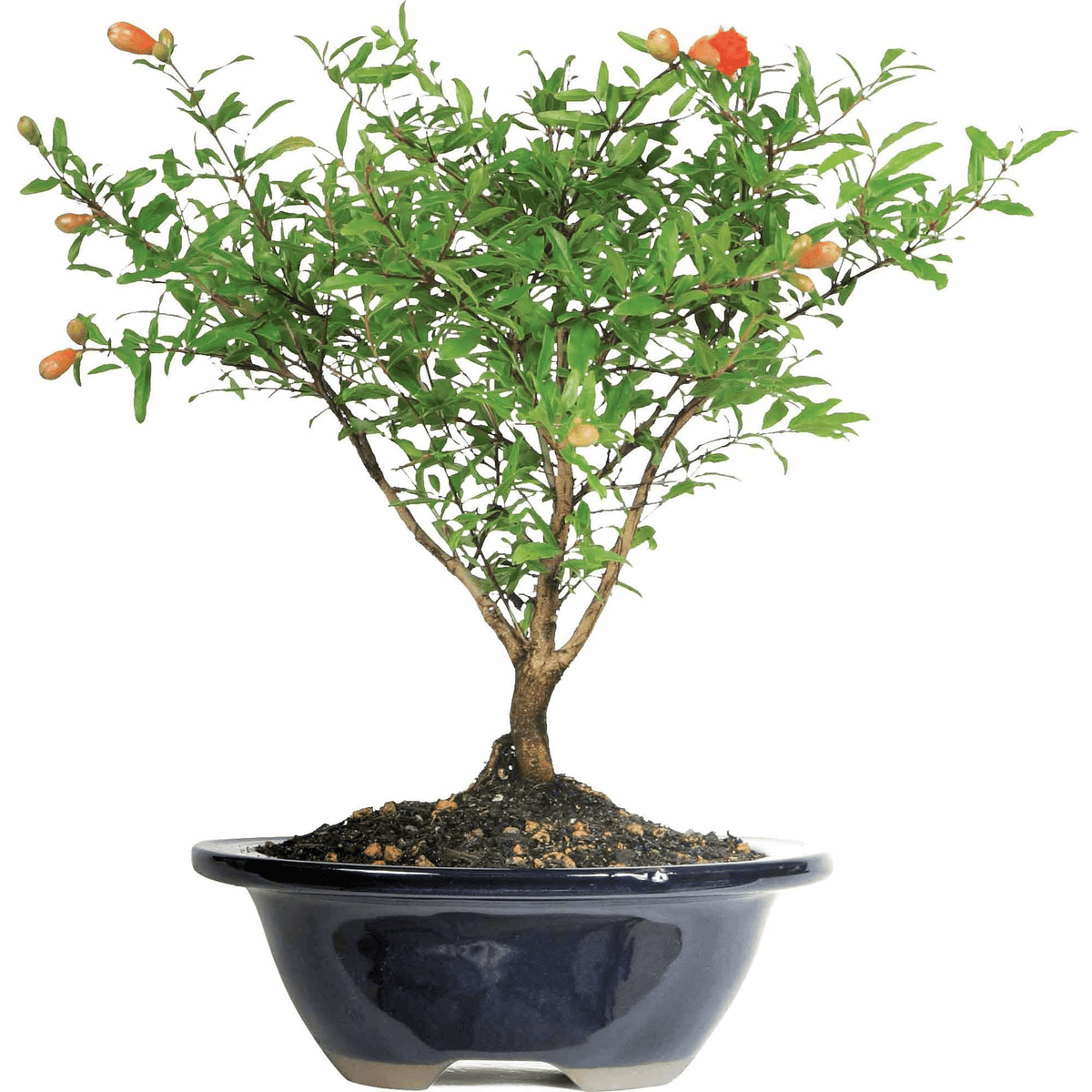 Brussel's Bonsai - Super Arbor