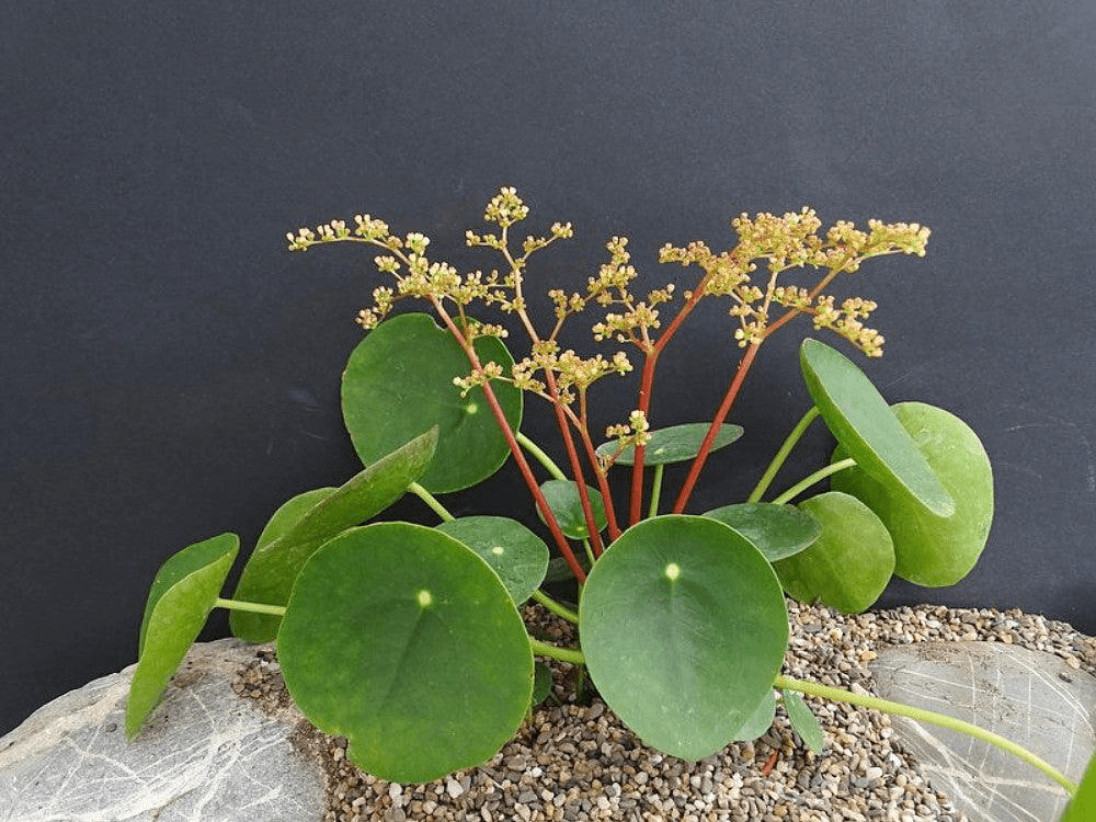 Hirt's Gardens - Super Arbor