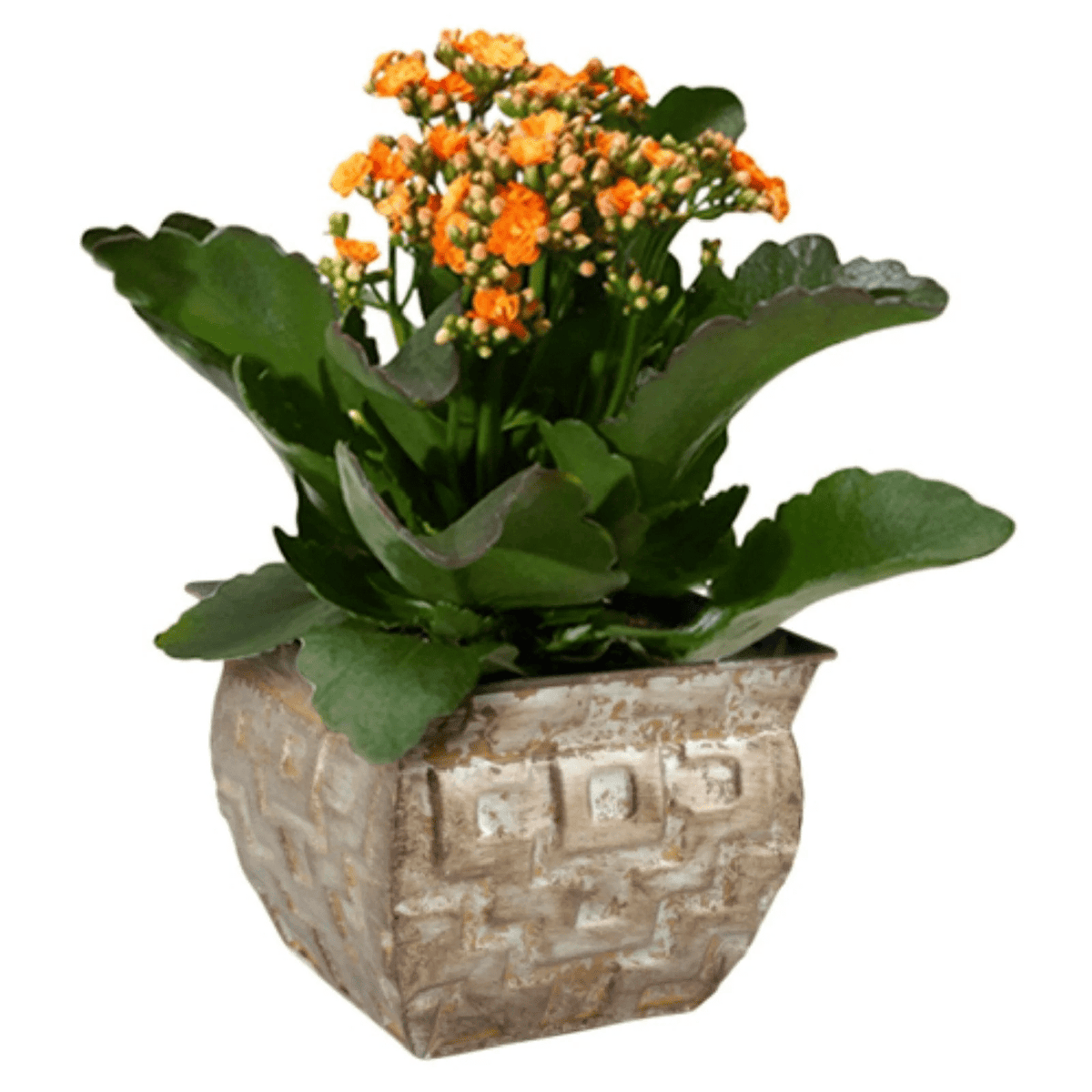 Wald Imports - Super Arbor