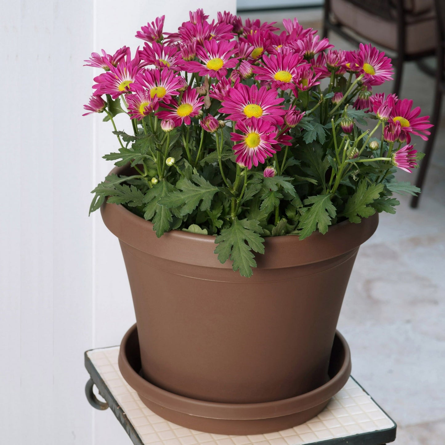 Bloem Terra Pot Planter 8" Chocolate