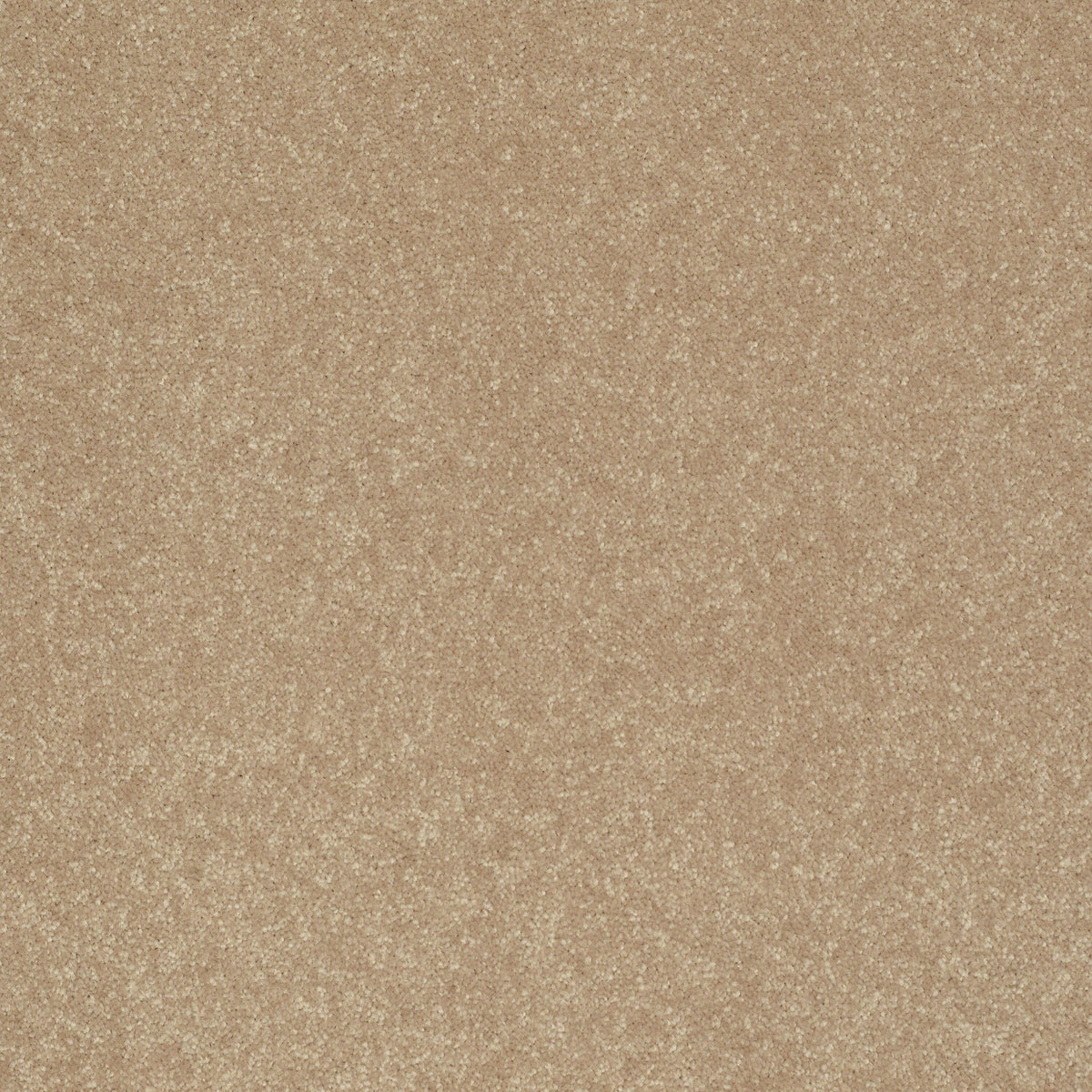 STAINMASTER Essentials Intuition III 12-ft Golden Lab Textured Carpet Sample (Interior)