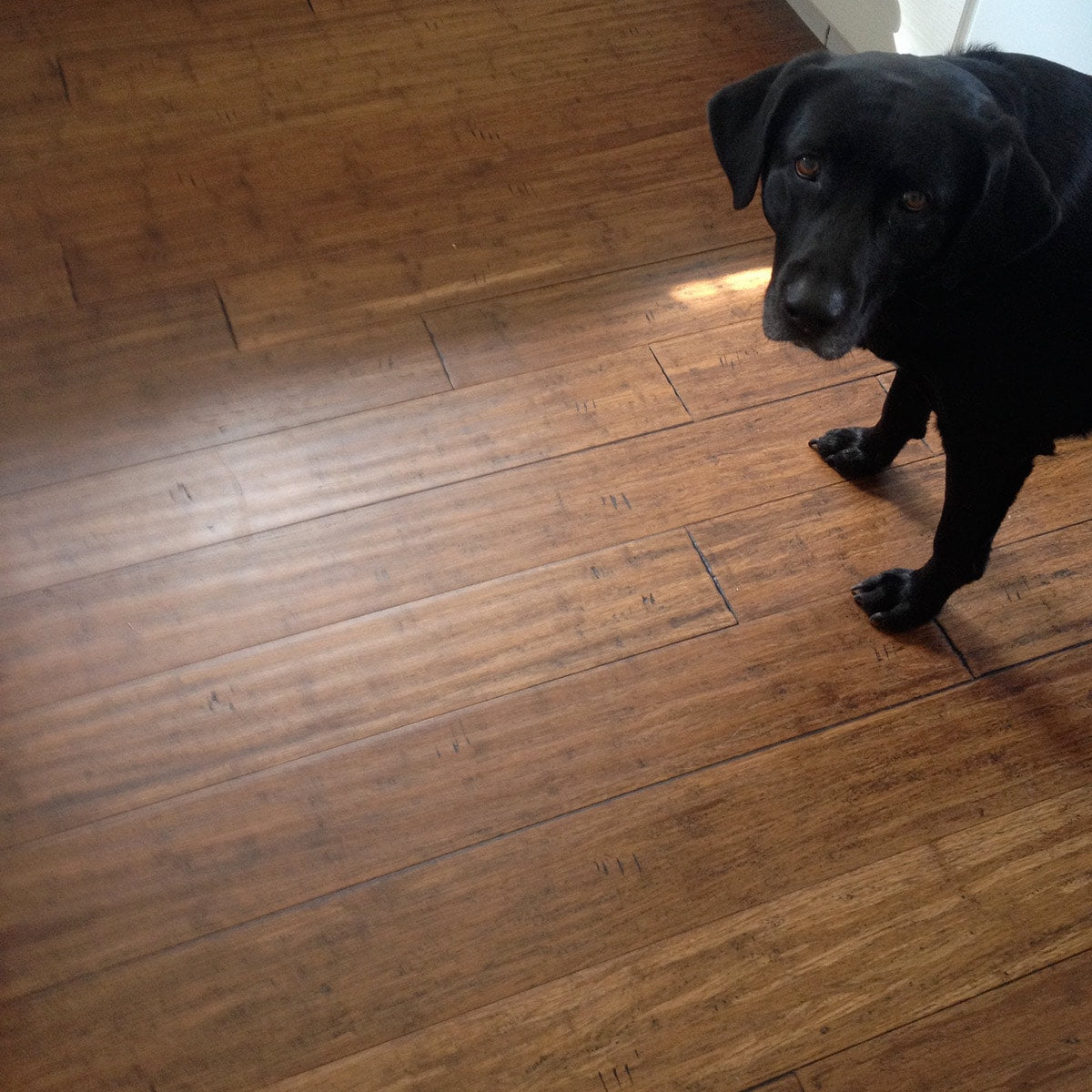 Cali Bamboo Fossilized 5.31-in Antique Java Bamboo Handscraped Engineered Hardwood Flooring (21.5-sq ft)