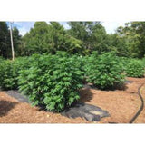 1.5 cu.ft. (38.5 Qts) Organic Garden Soil - Super Arbor