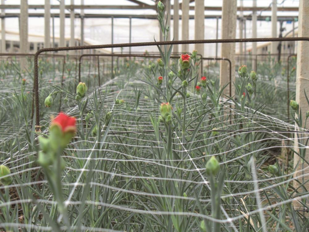 Tenax Hortonova Trellis Net 6.5-ft x 250-ft White Plastic Safety Netting for Multi-purpose Use