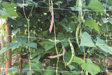 Tenax Hortonova Trellis Net 6.5-ft x 328-ft White Plastic Safety Netting for Multi-purpose Use, Lightweight and Sunlight Exposure