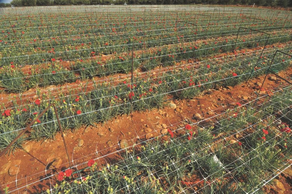 Tenax Hortonova Trellis Net 6.5-ft x 328-ft White Plastic Safety Netting for Multi-purpose Use, Lightweight and Sunlight Exposure