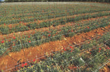 Tenax Hortonova Trellis Net 6.5-ft x 328-ft White Plastic Safety Netting for Multi-purpose Use, Lightweight and Sunlight Exposure