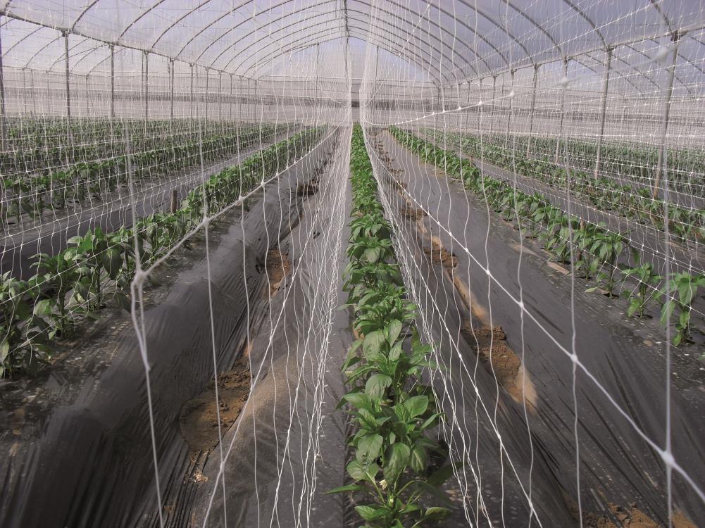 Tenax Hortonova Trellis Net 6.5-ft x 328-ft White Plastic Safety Netting for Multi-purpose Use, Lightweight and Sunlight Exposure