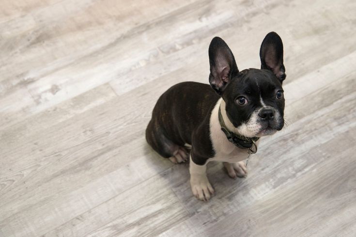 CALI Aqua Tough Gray Ash 4.7-mm x 7-3/32-in W x 48-in L Waterproof Luxury Vinyl Plank Flooring (23.77-sq ft/case)