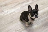 CALI Aqua Tough Gray Ash 4.7-mm x 7-3/32-in W x 48-in L Waterproof Luxury Vinyl Plank Flooring (23.77-sq ft/case)