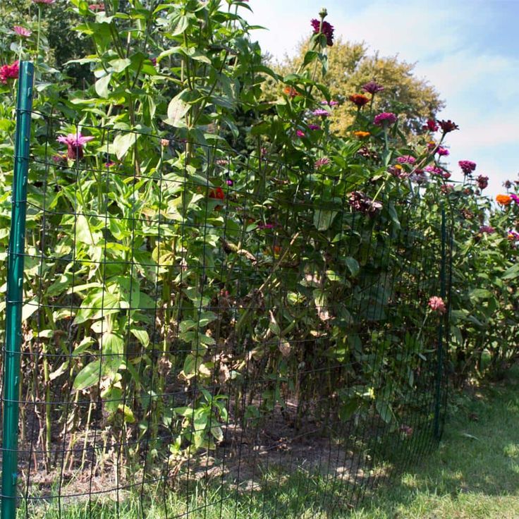 Everbilt 3 ft. x 50 ft. Galvanized Steel Black PVC Coated Welded Wire