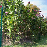 Everbilt 3 ft. x 50 ft. Galvanized Steel Black PVC Coated Welded Wire