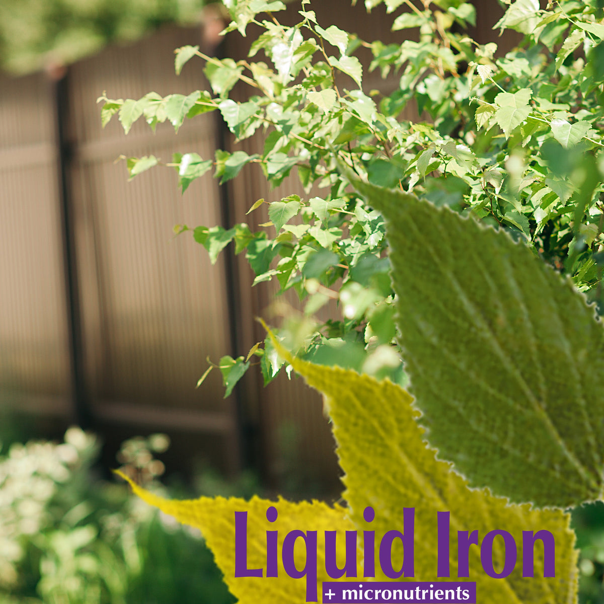 Bonide Garden Rich Liquid Iron Concentrate Plant Food, 32 oz