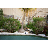 MSI Himalaya White 0.5 cu. ft . 1 to 2 in. Pebbles. 40 lbs. Bag (55 Bags/Pallet)