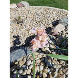 Butler Arts 0.50 cu. ft. 1 in. - 2 in. Unpolished Brown Mexican Beach Pebble Bag (20-Pack / Pallet)