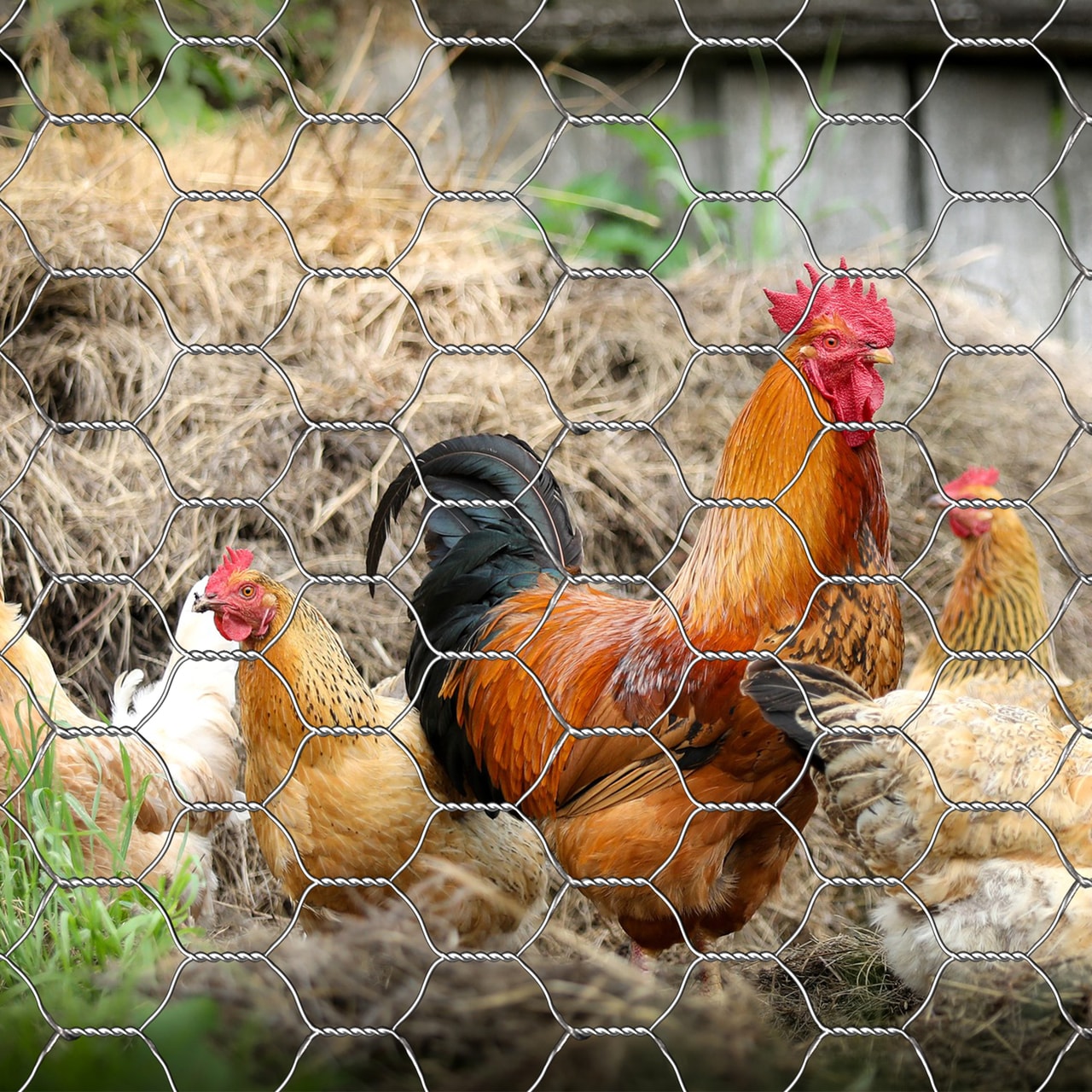Far North International Black Galvanized Steel Woven Wire Rolled Fencing, 100-ft x 2-ft, 16-Gauge, 1-in x 2-in Mesh