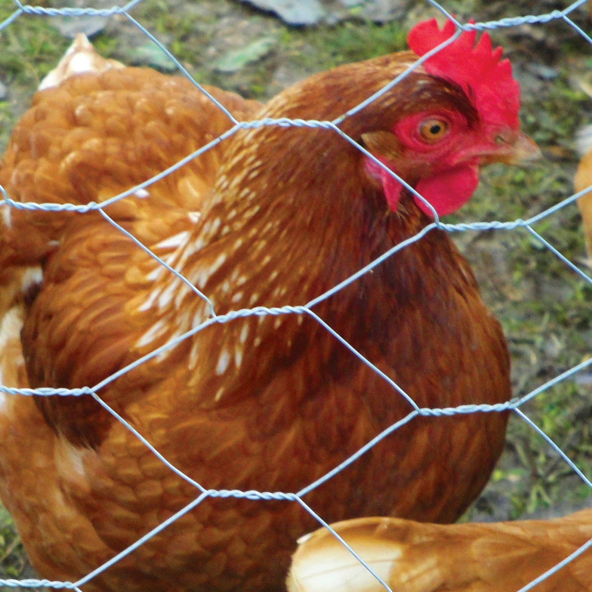 Garden Craft 150ft x 5ft Gray Steel Chicken Wire Rolled Fencing