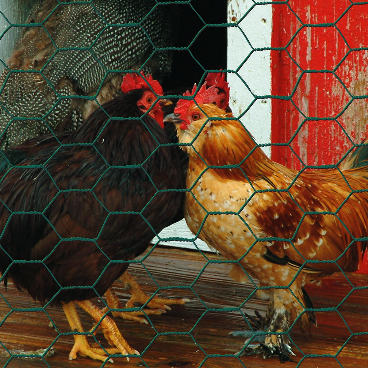 Garden Craft 25-Ft Green PVC Coated Steel Chicken Wire Fencing, 1-In Mesh
