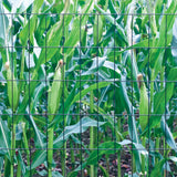 GARDEN CRAFT Green Steel Welded Wire Rolled Fence, 50' x 5'