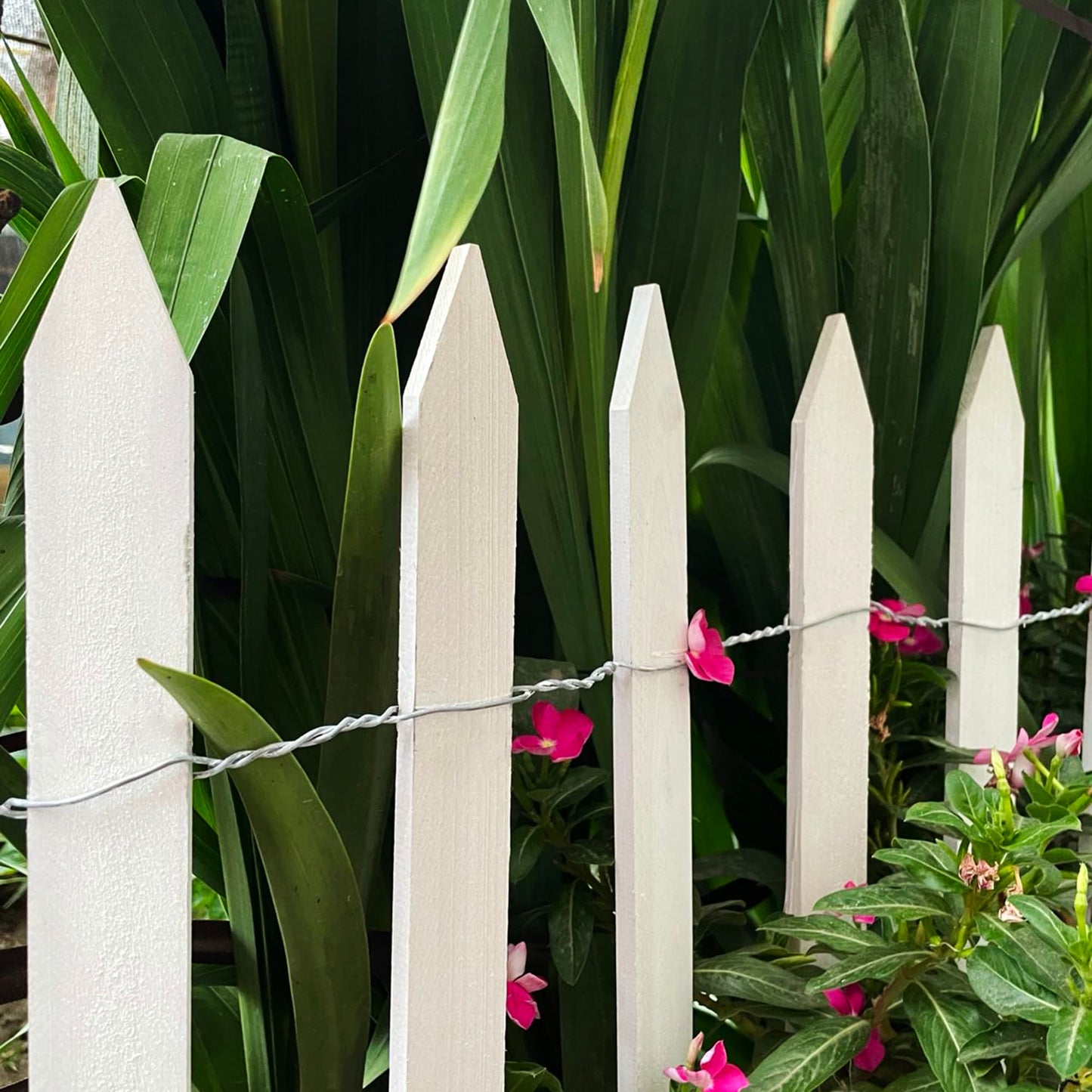 White Cedar Woven Wire Rolled Fencing, 15'x2'
