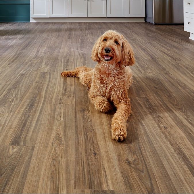 STAINMASTER PetProtect Bittersweet Hickory 12-mm T x 7-1/2-in W x 50-in L Waterproof Wood Plank Laminate Flooring (23.69-sq ft / Carton)