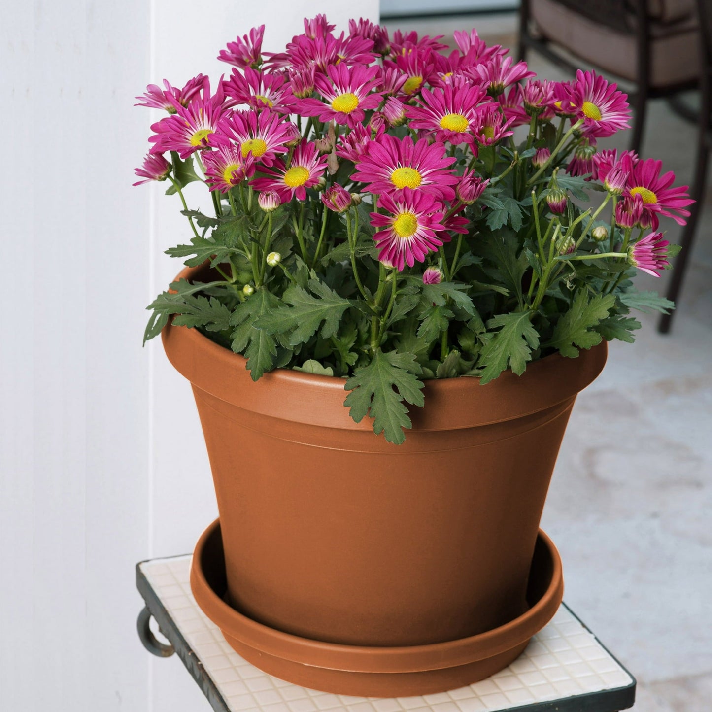 Bloem Terra Pot Planter 8" Terra Cotta