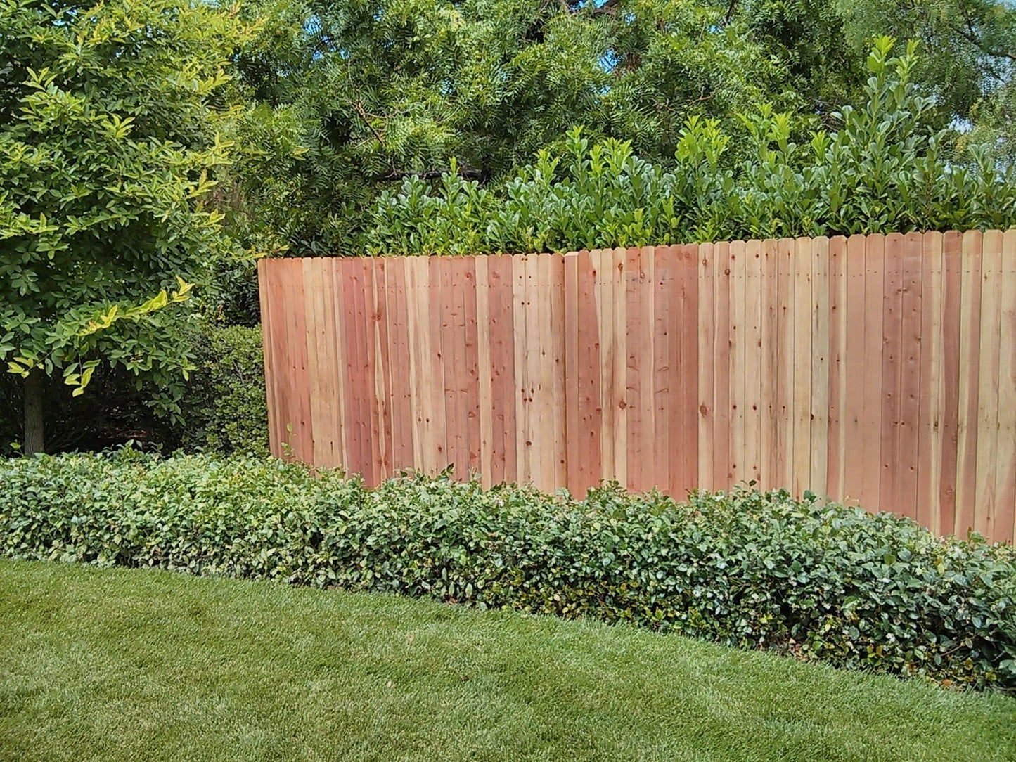 5/8-in x 6-in x 6-ft Redwood Dog Ear Fence Picket