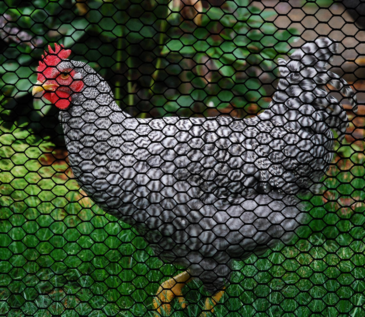BOEN Black HDPE 25-Feet x 3-Feet Chicken Wire Rolled Fencing
