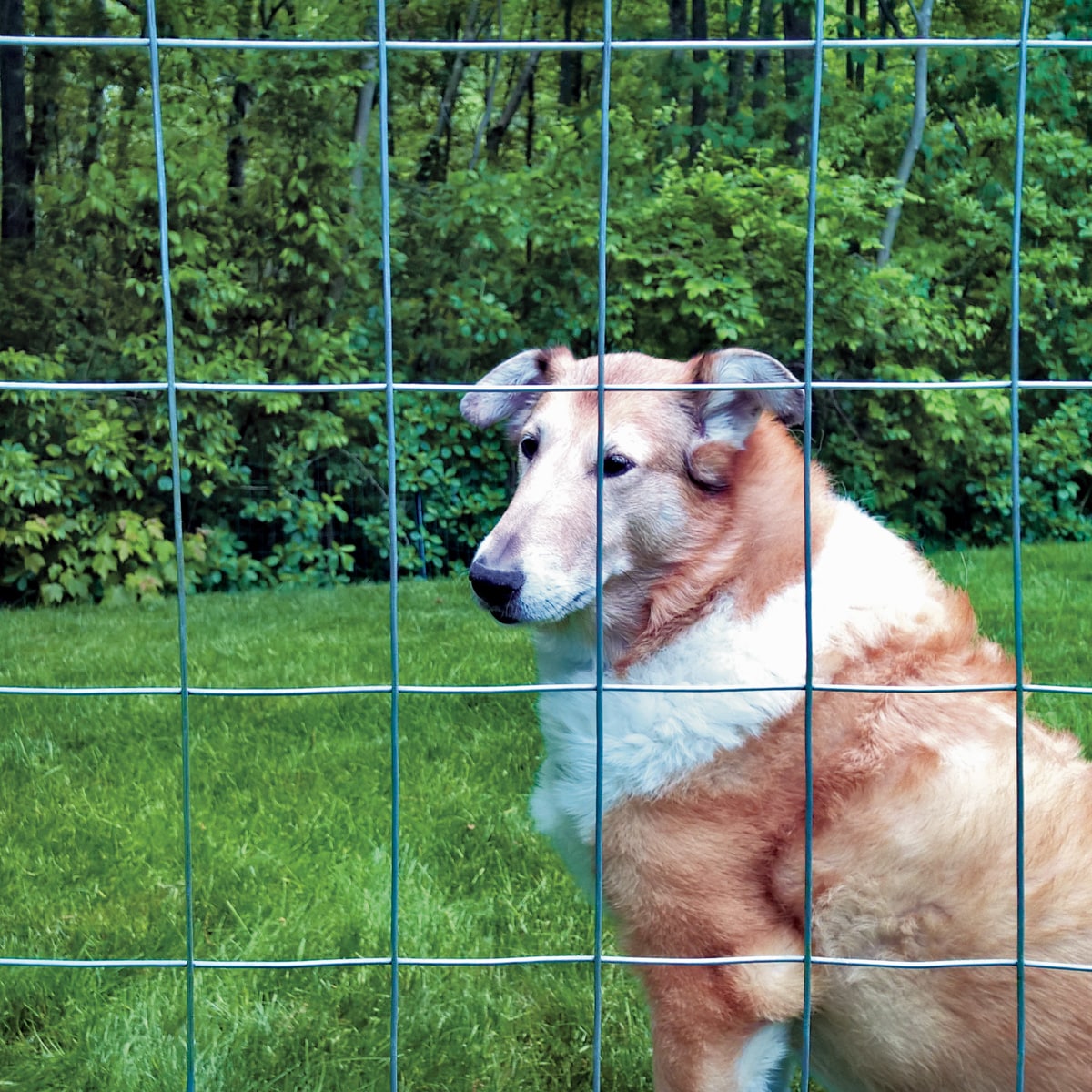 IRONRIDGE Gray Steel 50-ft Welded Wire Fence, 2x3 Mesh