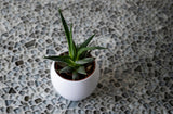 Apollo Tile (Sample) Bijou Gray 4-in x 4-in Honed Glass Pebble Mosaic Floor and Wall Tile
