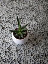 Apollo Tile (Sample) Bijou Gray 4-in x 4-in Honed Glass Pebble Mosaic Floor and Wall Tile