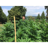 8 Oz. Microbial Root Probiotic/Soil Amendment - Super Arbor