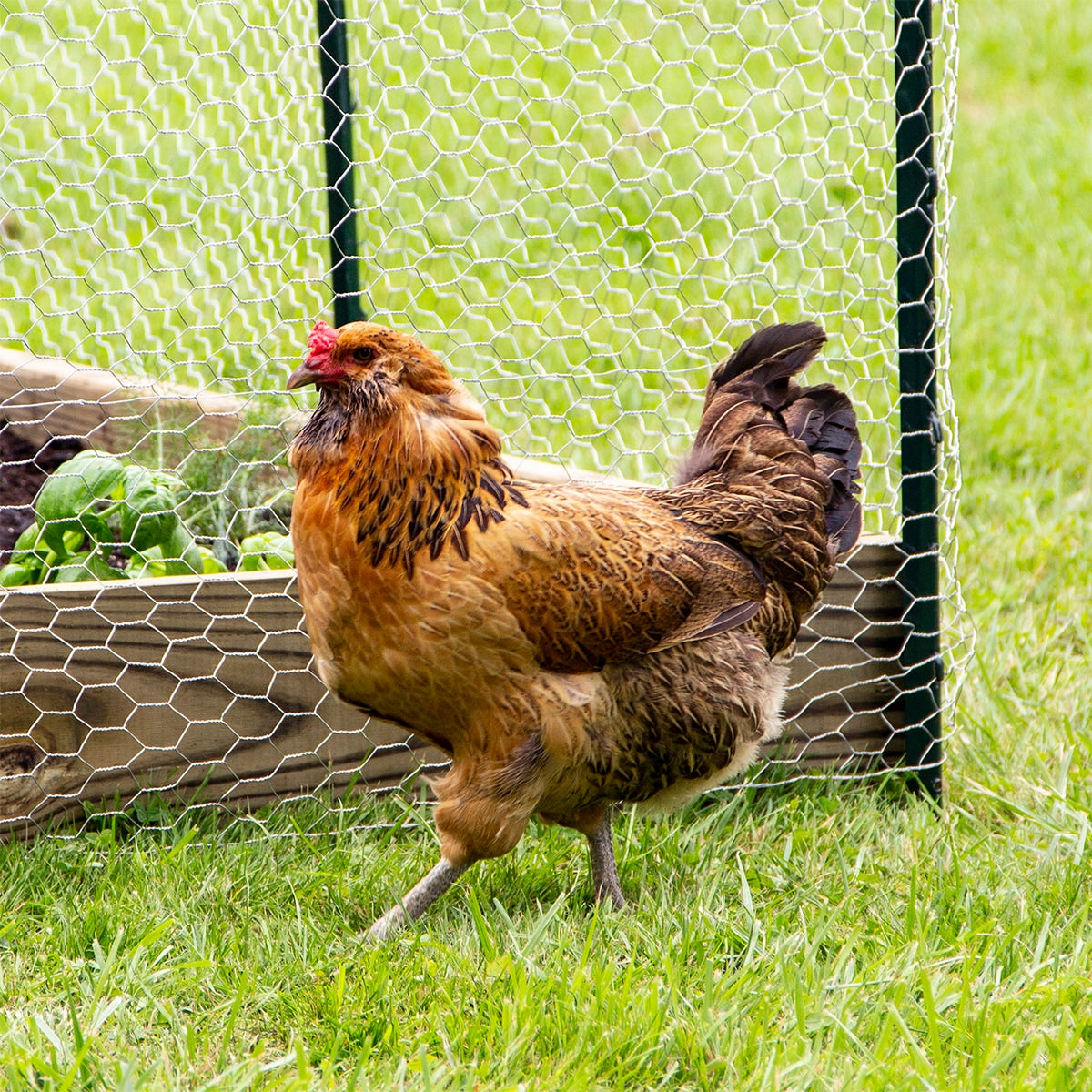 Garden Craft 150ft x 5ft Gray Steel Chicken Wire Rolled Fencing