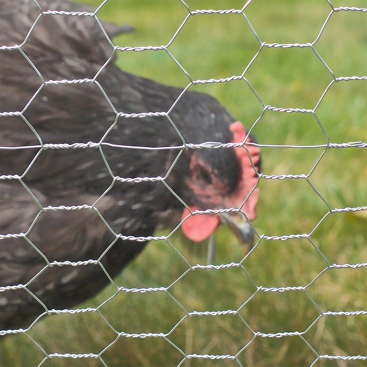 GARDEN CRAFT 150-ft Gray Steel Chicken Wire Rolled Fencing with Mesh Size 2-in