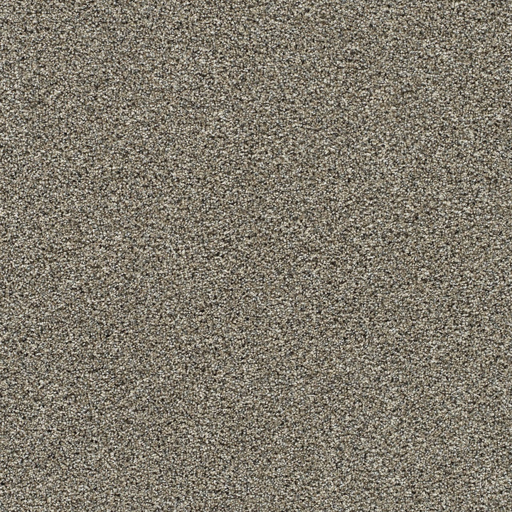 Fur Real III Bernard Tan 65-oz sq yard Solution-dyed polyester Textured Indoor Carpet
