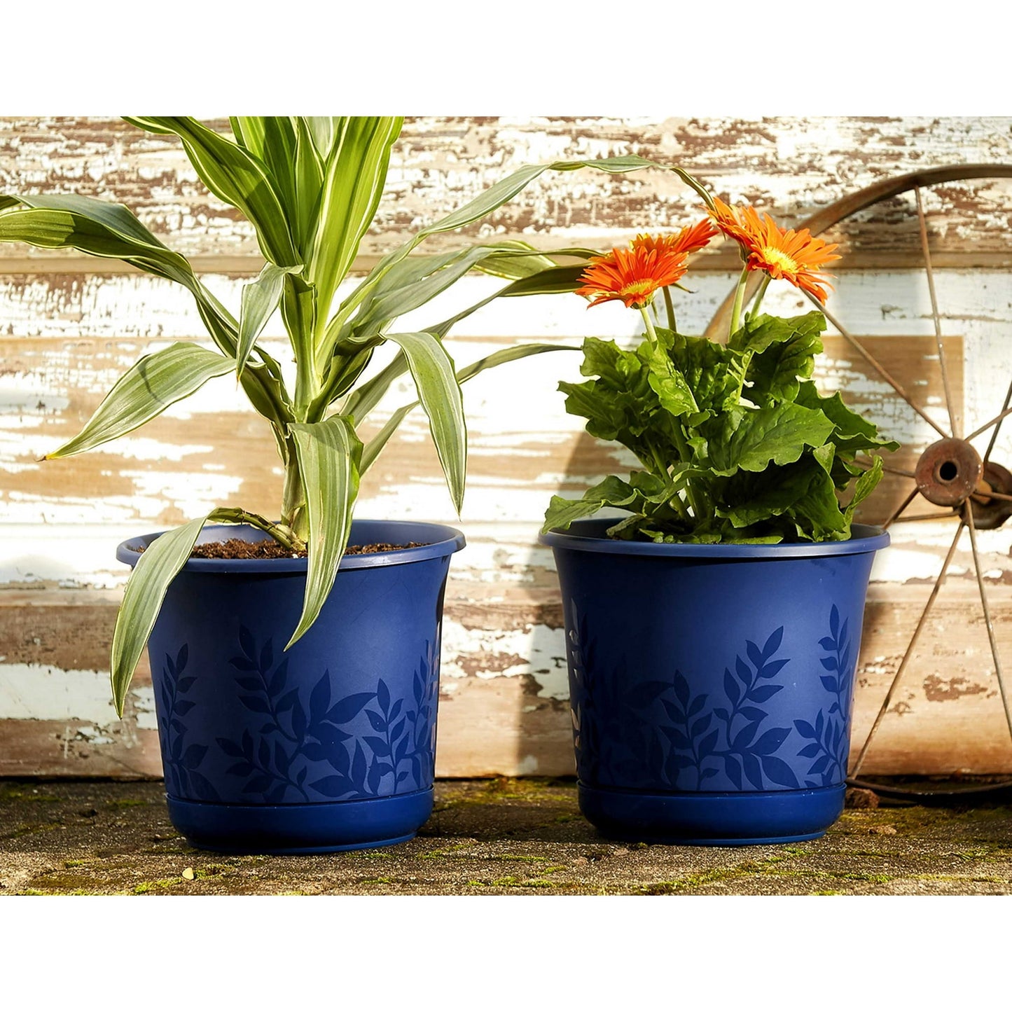 Bloem Freesia Planter w/Saucer 12" Black