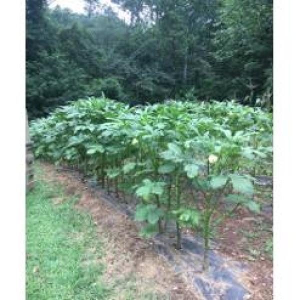 1.5 cu.ft. (38.5 Qts) Organic Garden Soil - Super Arbor