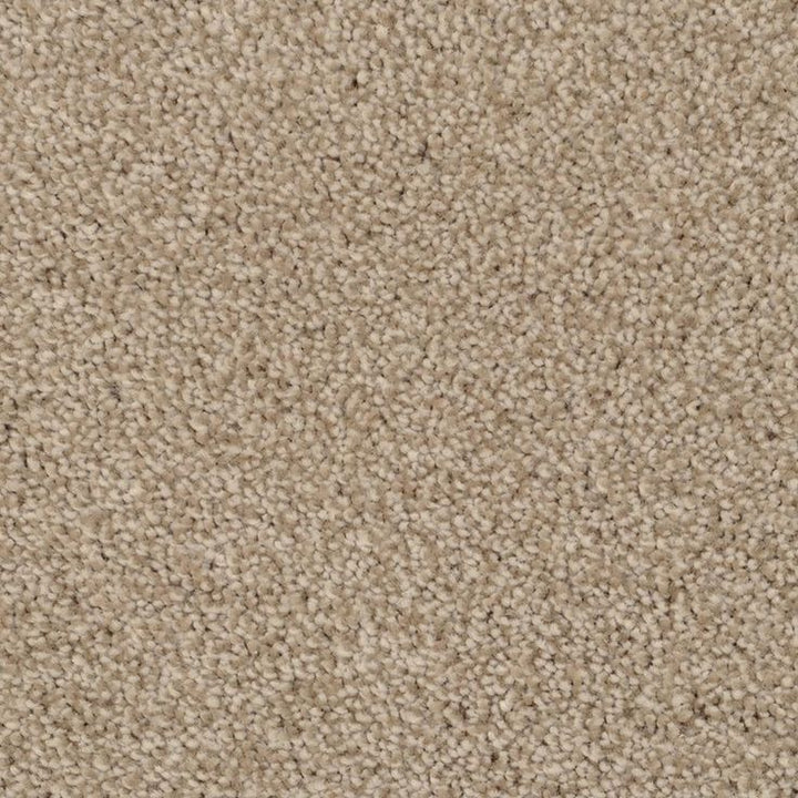 STAINMASTER Signature Briar Patch Zumba Textured Carpet Sample (Interior)