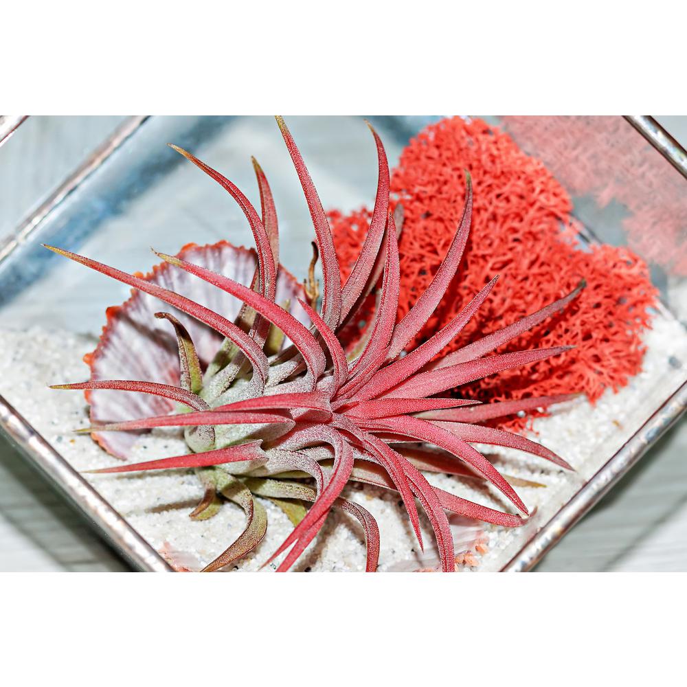 Mosser Lee 3 oz. Reindeer Moss Assorted Collection - Super Arbor