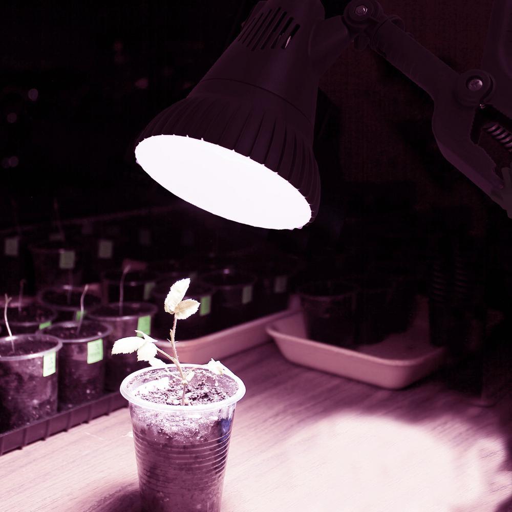13-Watts LED Clamp Grow Light Bulb - Super Arbor